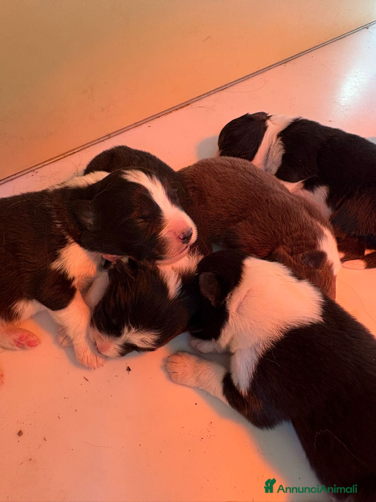 Border Collie cani Border Collie Pedigree – Madre Campionessa - Annuncio 1