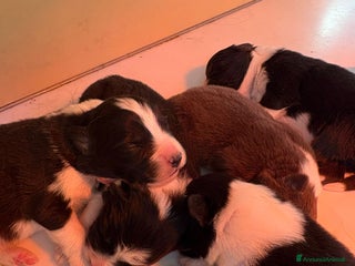 Border Collie cani Border Collie Pedigree – Madre Campionessa - Annuncio 2