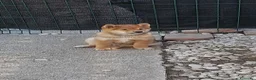 Shiba Inu cani in vendita: Ultimo cucciolo maschio shiba inu pedigree Enci  - Annuncio 13