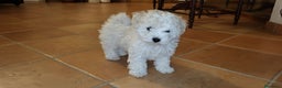 Bichon cani in vendita: Disponibili 3 cucciole di Bichon Frisé - Annuncio 3