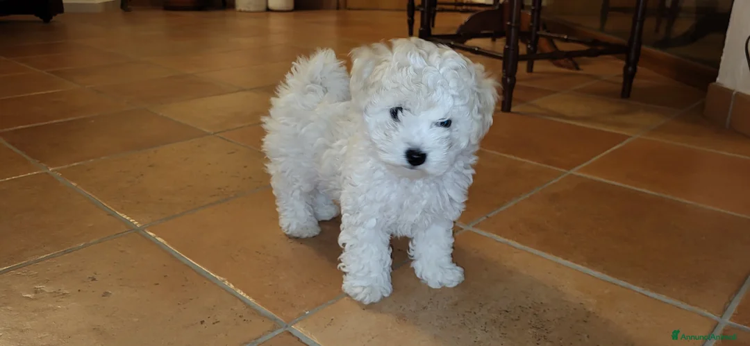 Bichon cani in vendita: Disponibili 3 cucciole di Bichon Frisé - Annuncio 3