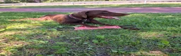Dobermann cani in vendita: Dobermann maschio marrone fiammato a Provincia di Lecco - Annuncio 18