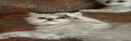 Persiano gatti in vendita: Persiano chinchillà silver shaded  - Annuncio 6