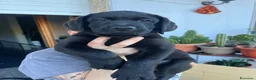 Labrador cani in vendita: Cucciolata labrador neri - Annuncio 2