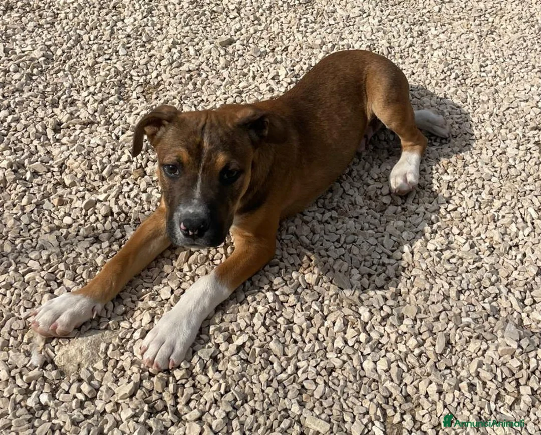 Meticcio cani in regalo: ADOTTAMI! - Annuncio 2