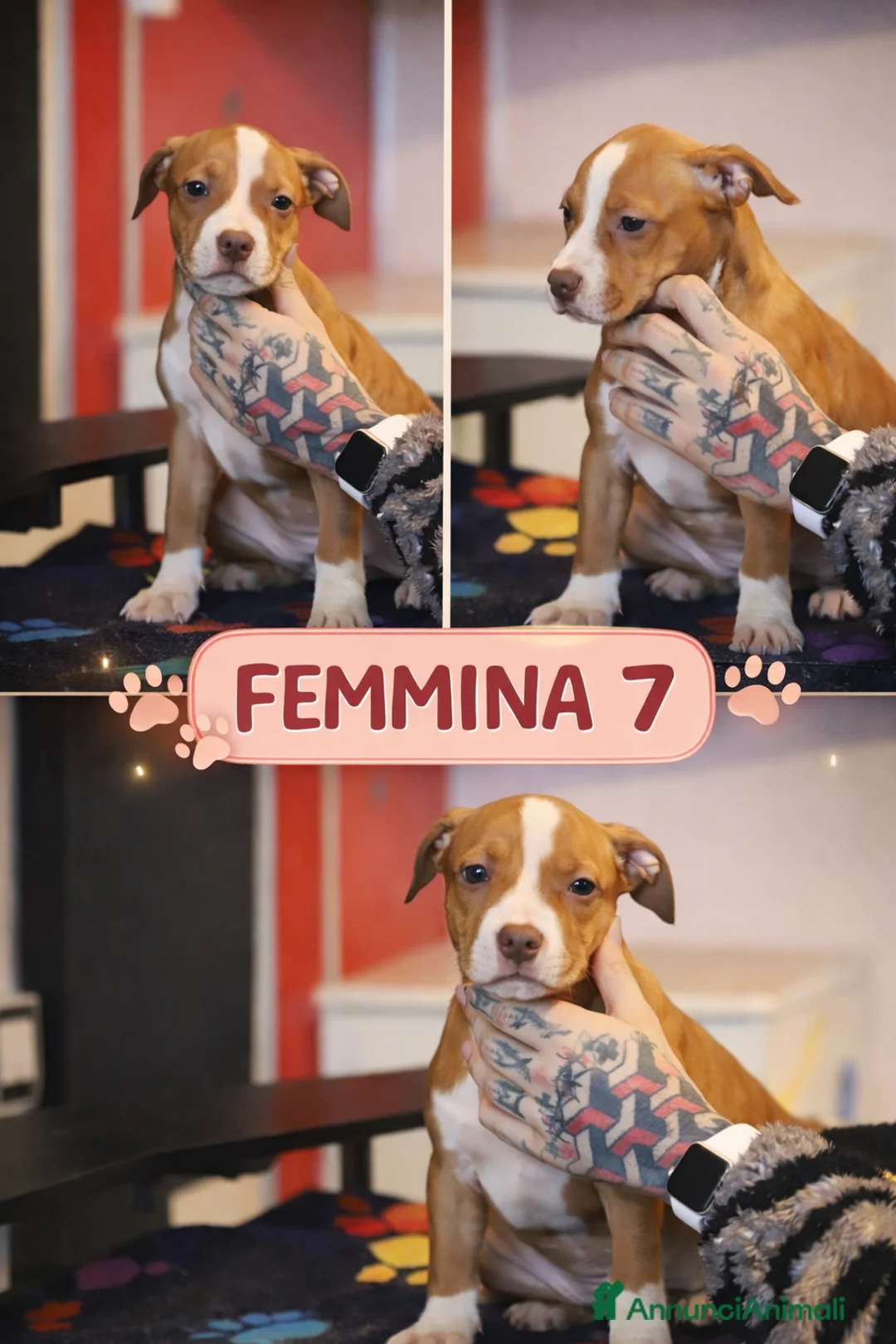 Pitbull cani in vendita: Cuccioli di Pit Bull con pedigree anche a rate - Annuncio 15