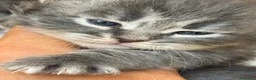 Siberiano gatti in vendita: cuccioli di gatto siberiano ANFI - Annuncio 12