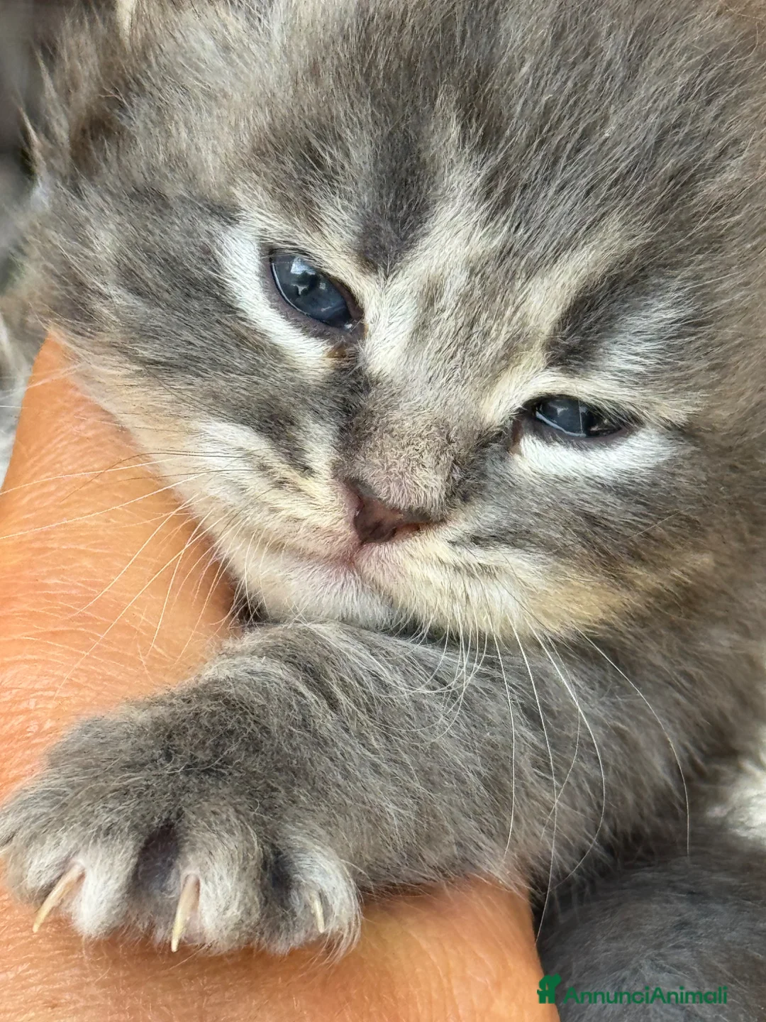 Siberiano gatti in vendita: cuccioli di gatto siberiano ANFI - Annuncio 12