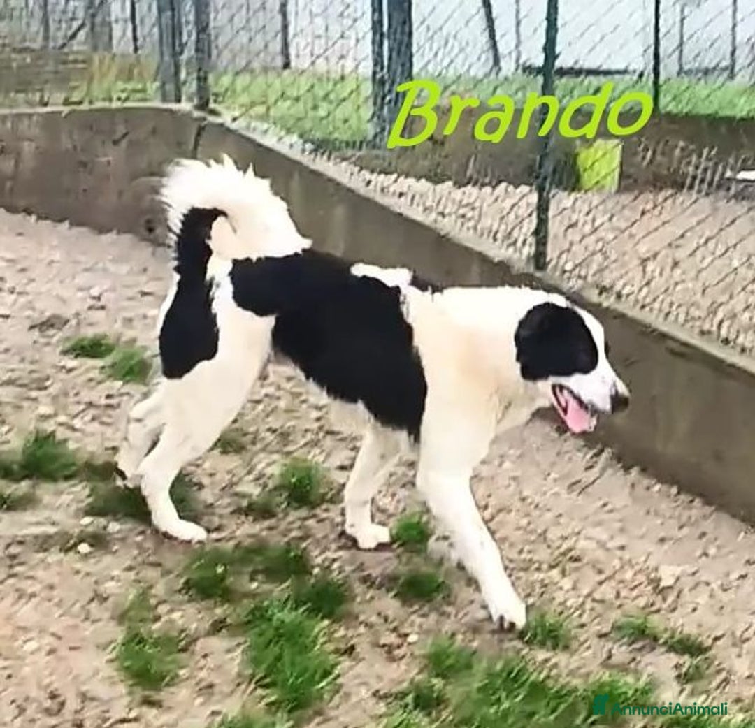 Meticcio cani in regalo: BRANDO e LASSIE sempre insieme - Annuncio 4
