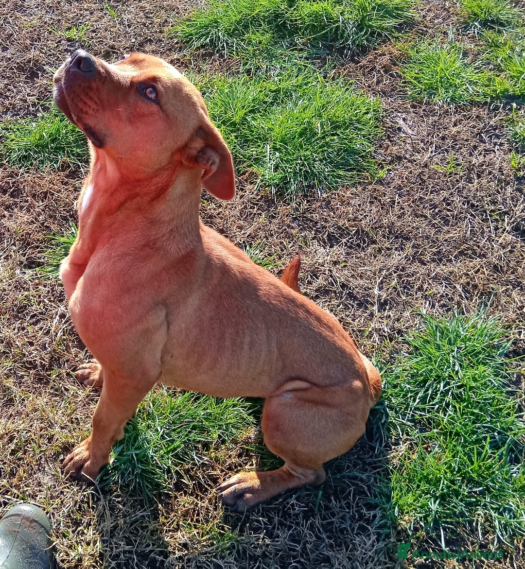 Altre razze cani in regalo: LAYLa, occhi profondi e tristi a Provincia di Latina - Annuncio 8