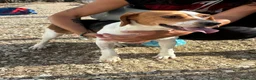 Beagle cani in regalo: Jill, dolcissima Beagle a Città Metropolitana di Firenze - Annuncio 3