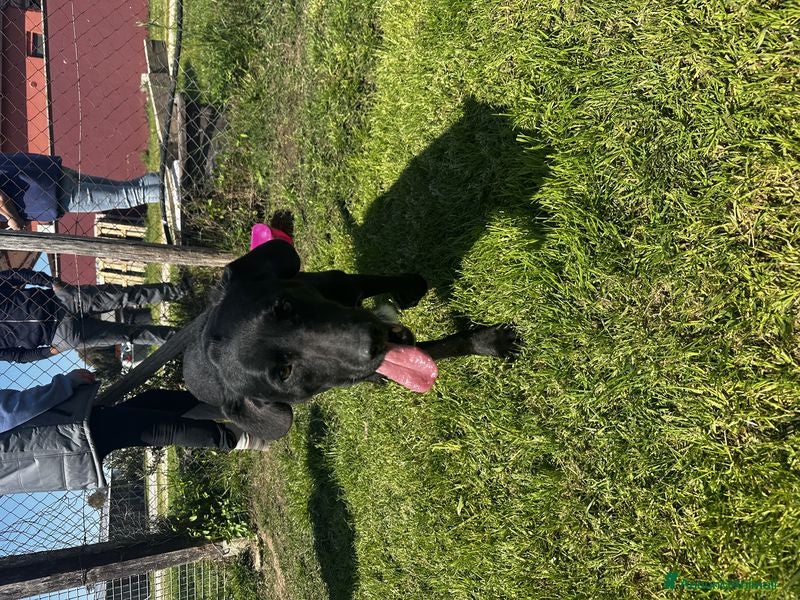 Meticcio cani Santo, il suo nome lo descrive in pieno a Provincia di Latina - Annuncio 2