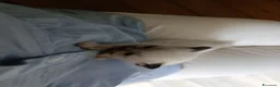 Sacro di Birmania gatti in vendita: Cuccioli Sacro di Birmania disponibili  - Annuncio 8
