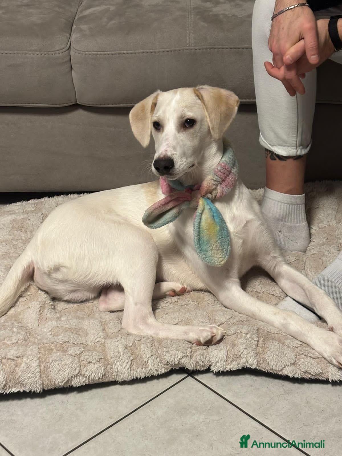 Meticcio cani coco  - Annuncio 21