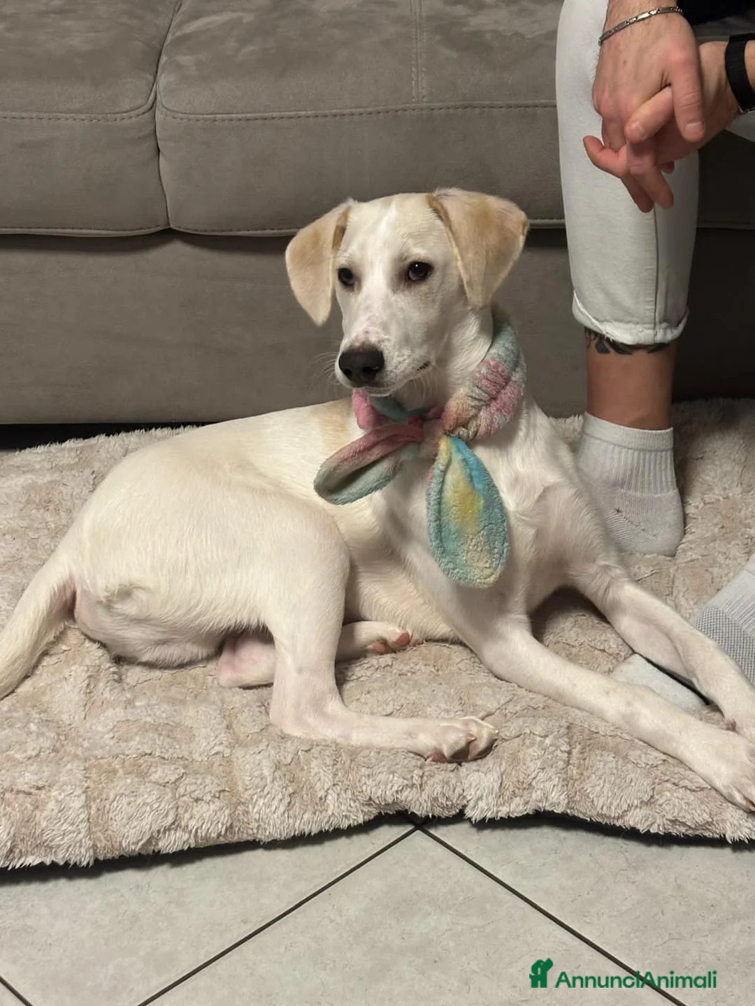 Meticcio cani in regalo: coco  - Annuncio 1