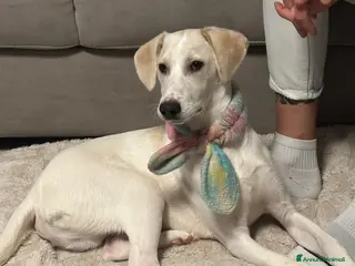 Meticcio cani coco - Annuncio 21