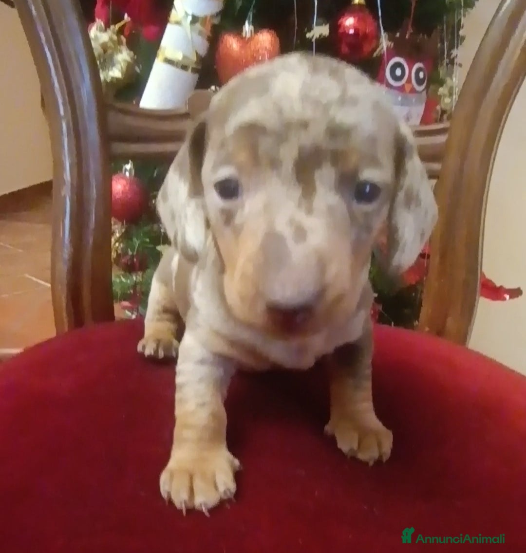 Bassotto cani in vendita: Bassottini disponibili  - Annuncio 3