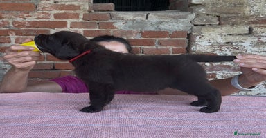 Labrador cani a Provincia di Lodi - Annuncio 2