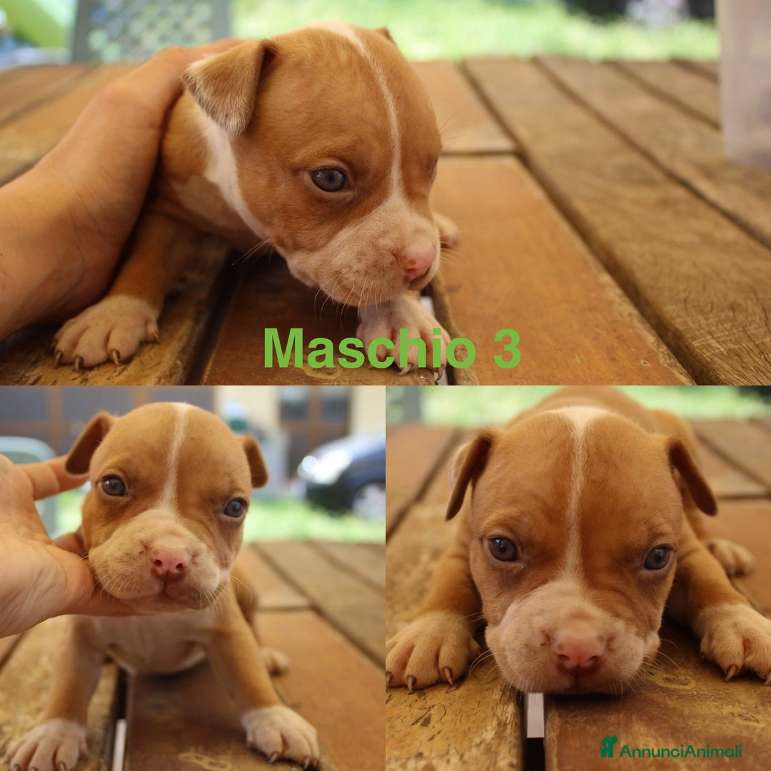 Pitbull cani in vendita: Cuccioli pitbull con pedigree  - Immagine 3