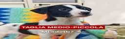 Meticcio cani in regalo: SESAMO 💙 -cucciolo taglia medio/piccola,cerca 🏡  a Provincia di Novara - Annuncio 4