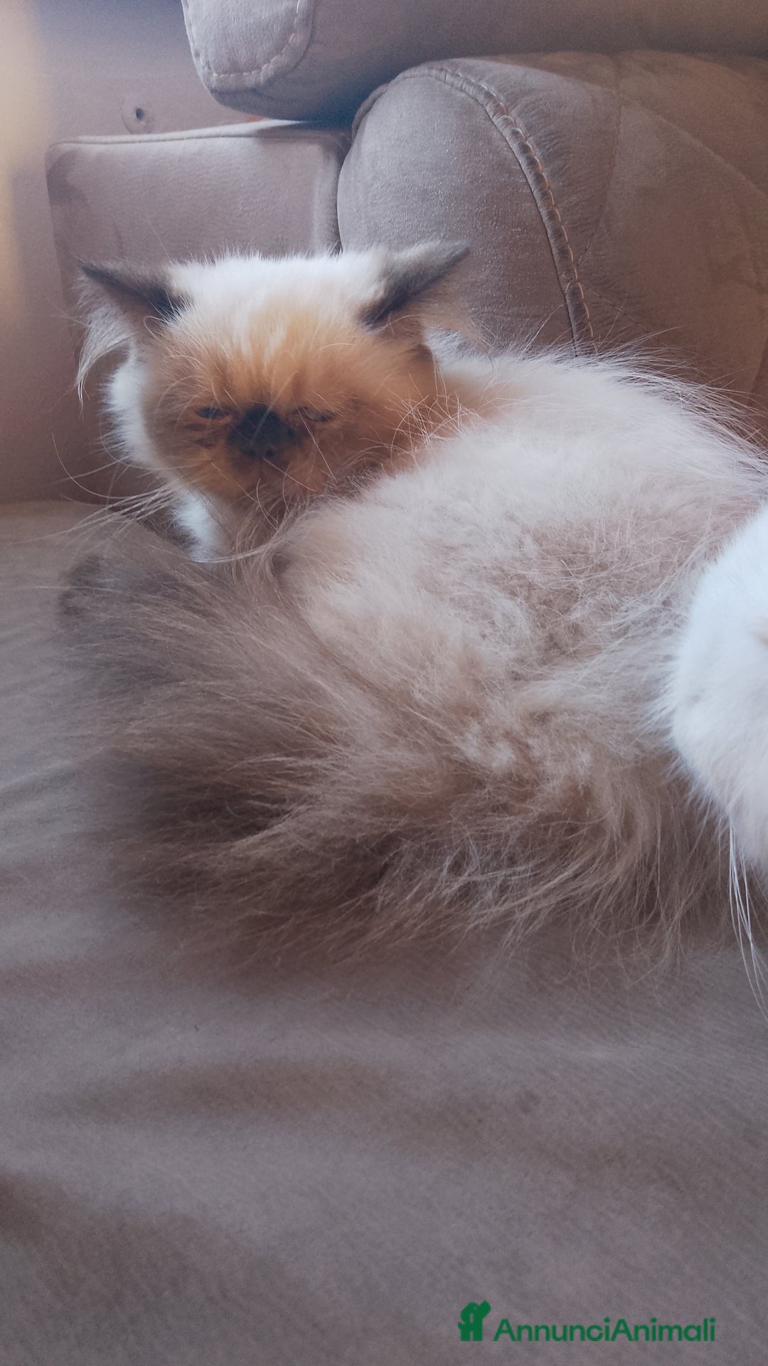 Persiano gatti in vendita: Gattina persiana  a Città metropolitana di Palermo - Immagine 3