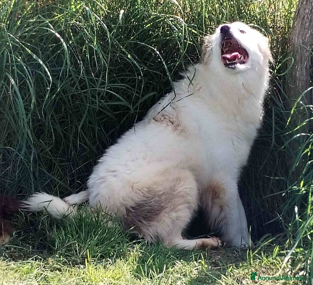 Meticcio cani in regalo: Scirocco maremmano dagli occhi pieni d amore a Provincia di Latina - Annuncio 4