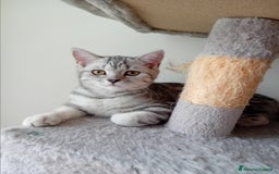 Scottish gatti in vendita: Scottish Straight e fold a Provincia di Piacenza - Immagine 5