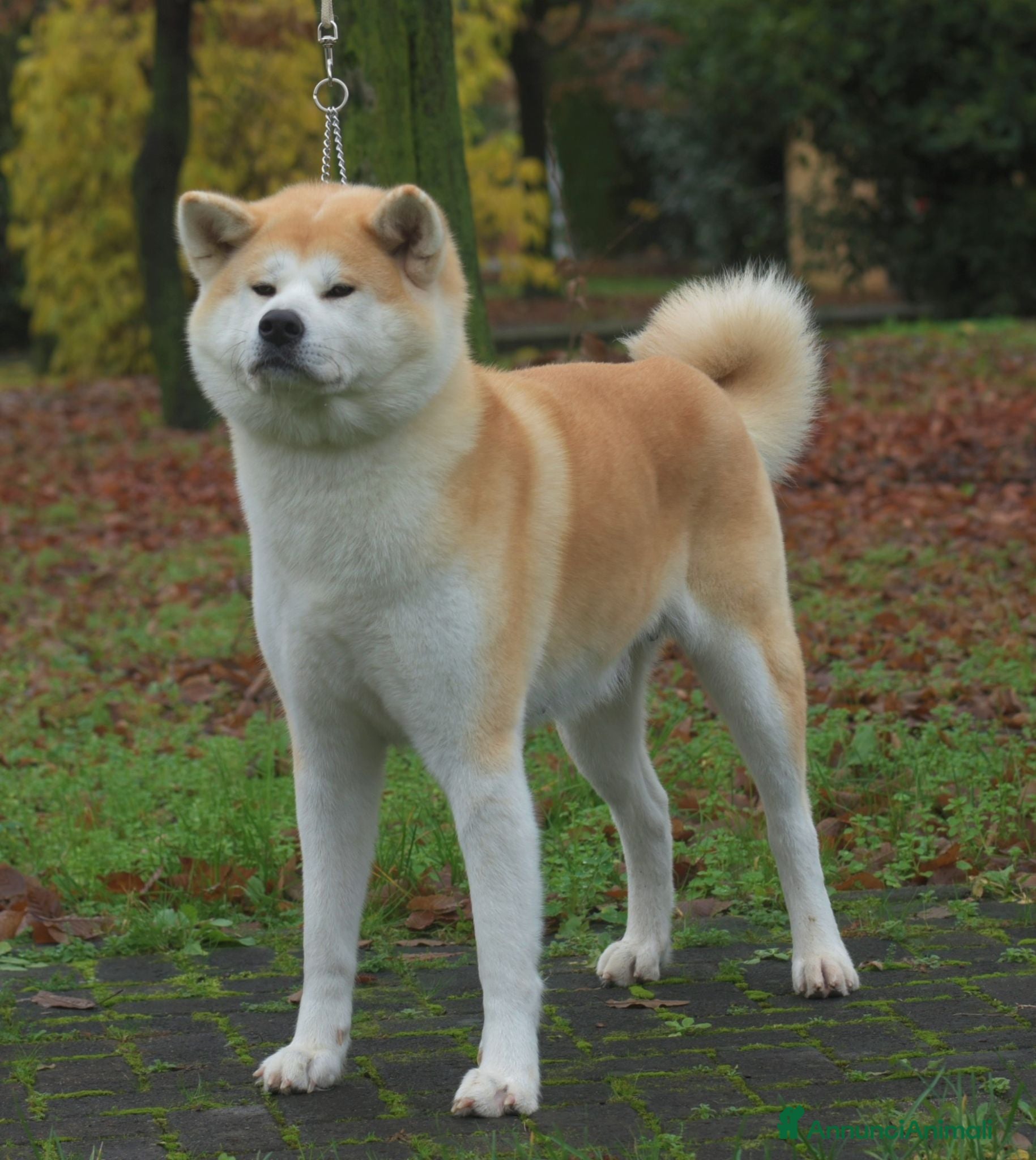 Akita Inu cani Cuccioli di Akita Inu - Annuncio 1