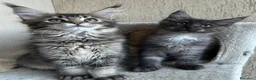 Maine Coon gatti in vendita: Maine Coon  - Annuncio 5