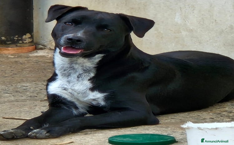 Meticcio cani - Annuncio 1