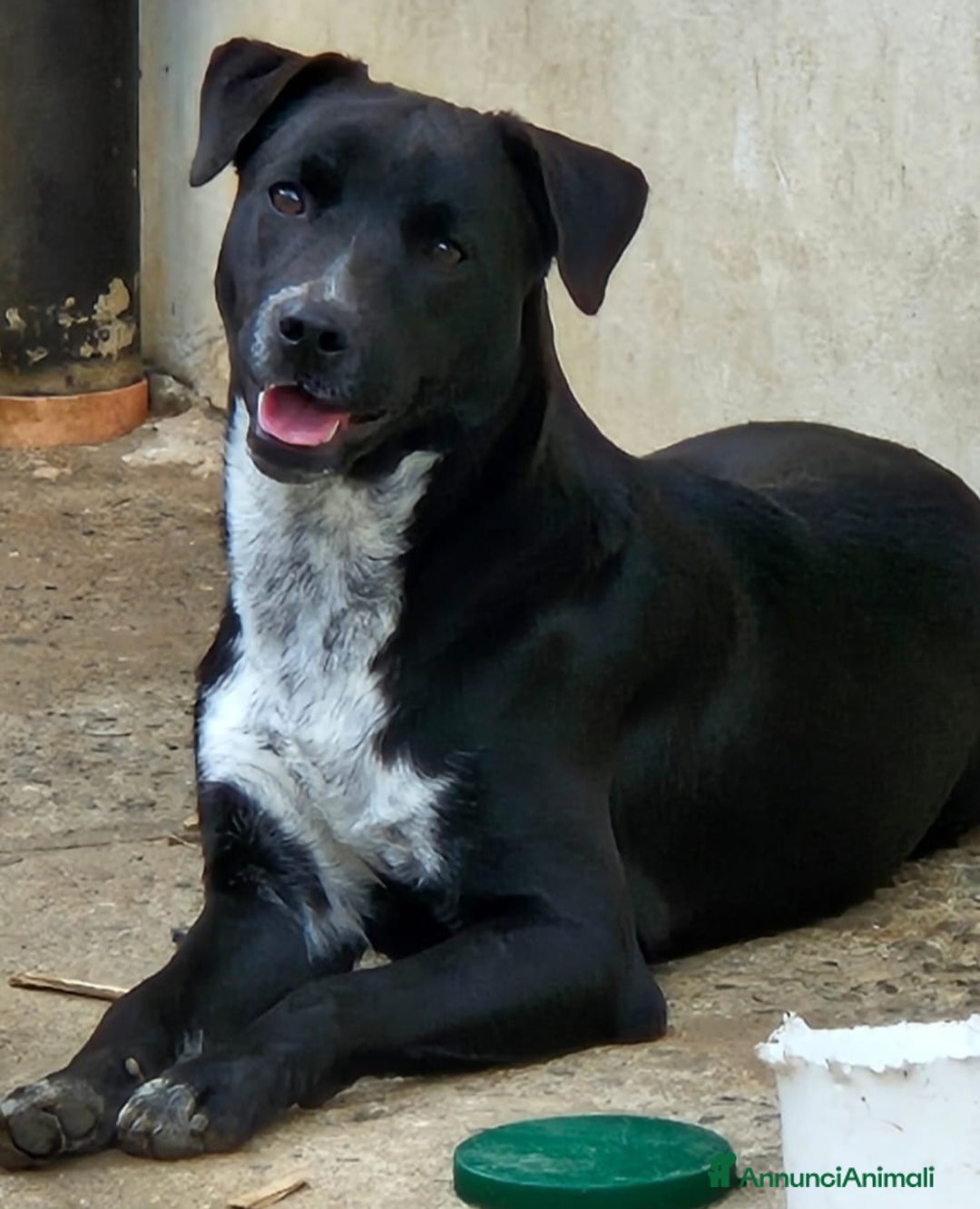 Meticcio cani in regalo: MICKY MIX LABRADORINO - Annuncio 1