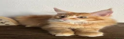 Maine Coon gatti in vendita: Maine Coon  - Annuncio 4