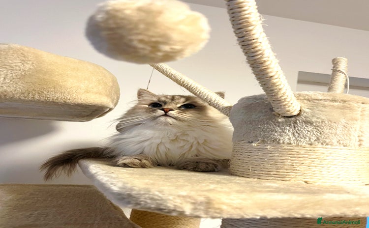 Siberiano gatti - Annuncio 12