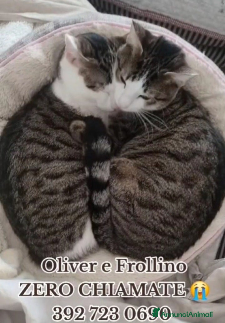 Europeo gatti 2mici tigrati 1anno inseparabili! ROMA SOS CASA - Annuncio 3