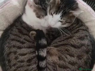 Europeo gatti 2mici tigrati 1anno inseparabili! ROMA SOS CASA - Annuncio 42