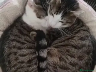 Europeo gatti 2mici tigrati 1anno inseparabili! ROMA SOS CASA - Annuncio 35