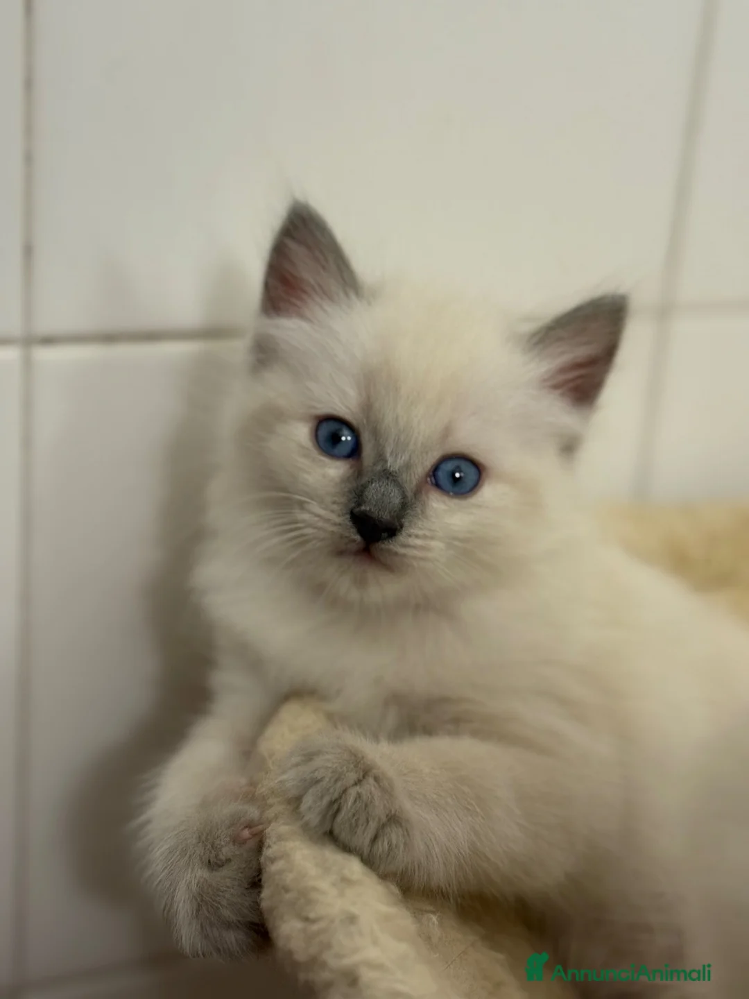 Ragdoll gatti in vendita: Ragdoll maschi cuccioli  - Annuncio 2