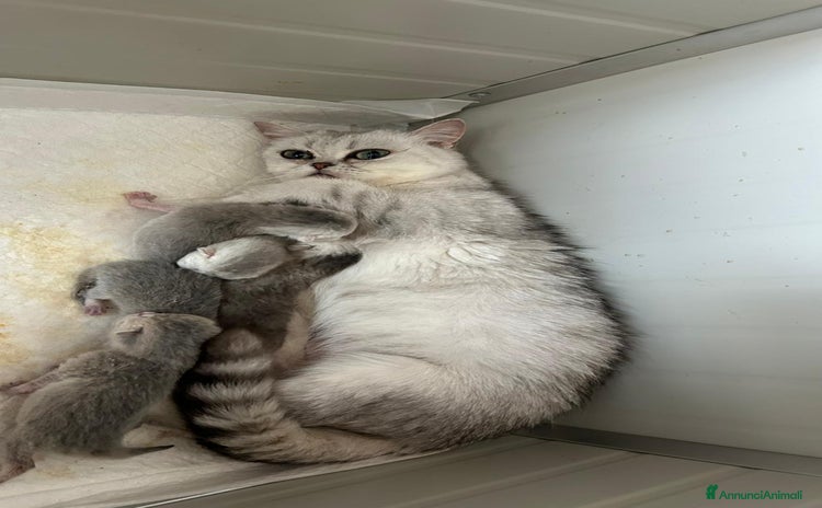 Scottish gatti CICCIOLA SCOTTISH STRAIGHT - Annuncio 1