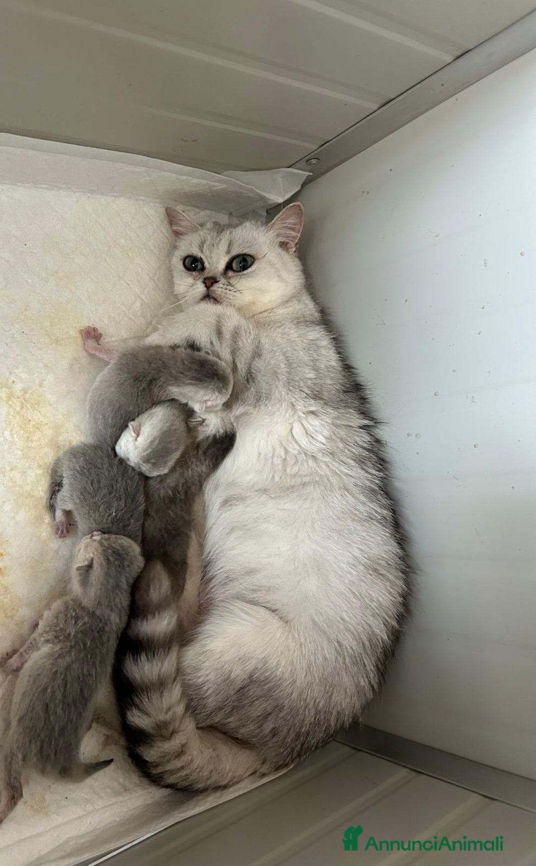 Scottish gatti in vendita: CICCIOLA SCOTTISH STRAIGHT - Annuncio 2