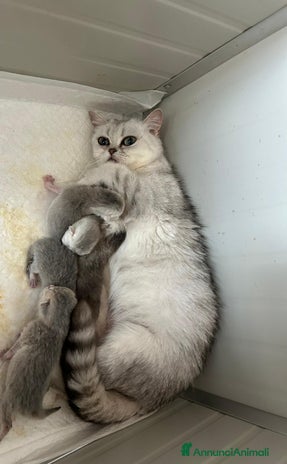 Scottish gatti - Annuncio 1