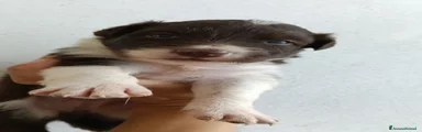 Afrodite