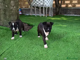 American Staffordshire cani Cuccioli Amstaff Rovigo - Annuncio 12