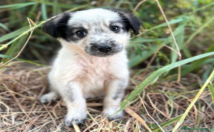 Meticcio cani a Città Metropolitana di Venezia - Annuncio 6