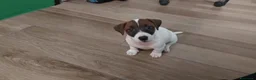 Jack Russell cani per accoppiamento: Jack Russell con pedigree per accoppiamento  - Annuncio 3