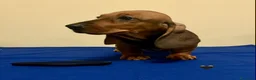 Bassotto cani in vendita: CUCCIOLI BASSOTTO STANDARD PELO CORTO  - Annuncio 2