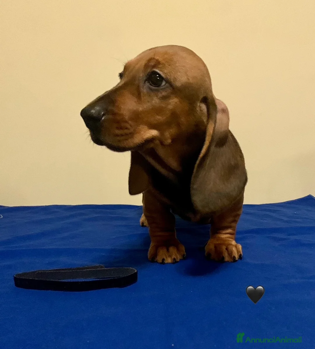 Bassotto cani in vendita: CUCCIOLI BASSOTTO STANDARD PELO CORTO  - Annuncio 2