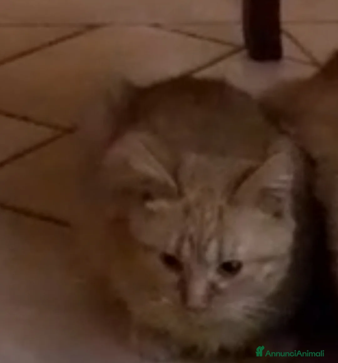 Meticcio gatti in regalo: GATTO TIMIDO  - Annuncio 4