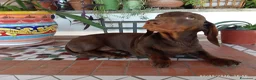 Bassotto cani in vendita: OCCASIONE IMPERDIBILE: Bassotto con Pedigree. - Annuncio 2