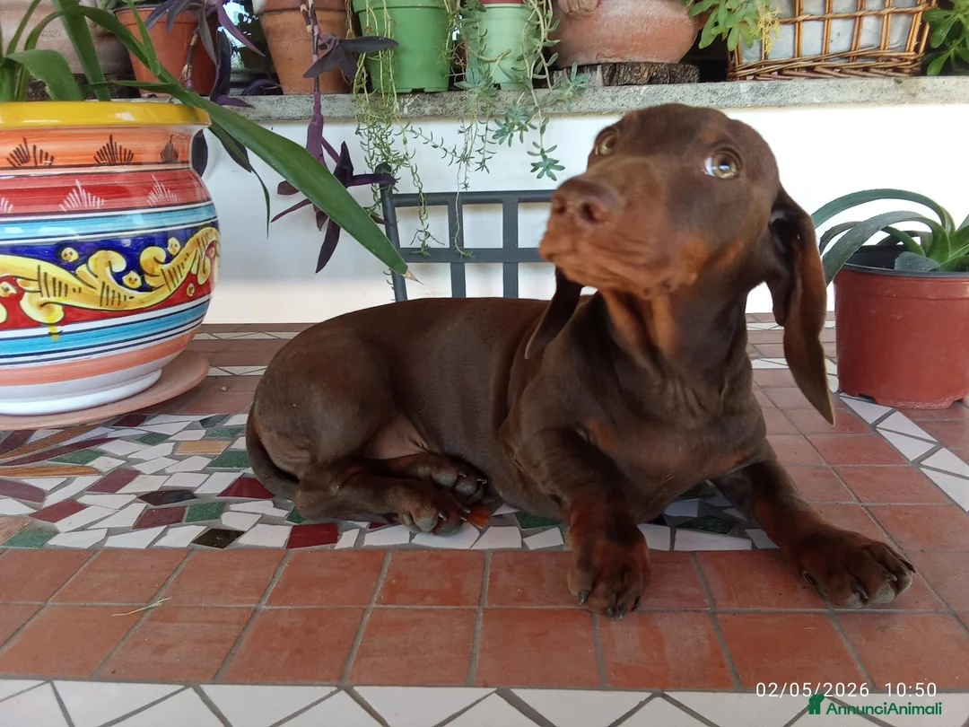 Bassotto cani in vendita: OCCASIONE IMPERDIBILE: Bassotto con Pedigree. - Annuncio 2