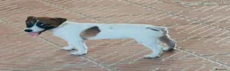 Jack Russell cani in vendita: Cucciolata Jack Russelle Terrier con Pedigree - Annuncio 7